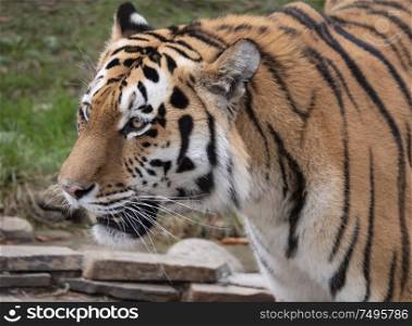 Close up of a predatory amur tiger&rsquo;s face.. Close up of a predatory amur tiger&rsquo;s face