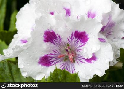 Close-up Of A Pretty Flowering Pelargonium With Water Droplets
