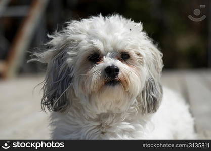 Close-up of a puppy