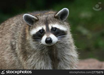 Close-up of a raccoon from the front