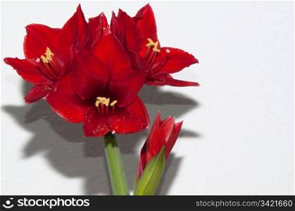 Close up of a red amaryllis on bright background