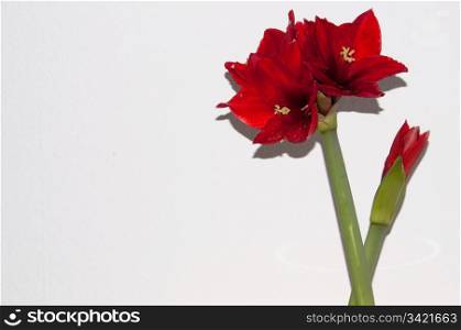 Close up of a red amaryllis on bright background with space for your copytext