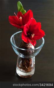 Close up of a red amaryllis with bulb and roots in glass vase on dark background