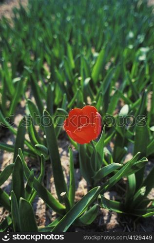 Close-up of a red flower in a field, Amsterdam, Netherlands