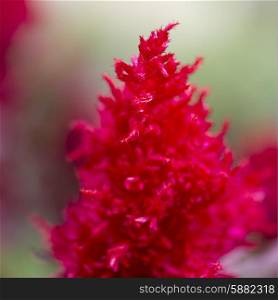 Close-up of a red flower, Lake Of The Woods, Ontario, Canada