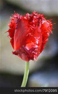 Close up of a red-flowering tulip