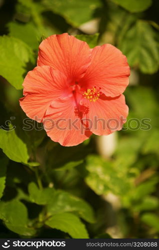 Close-up of a red hibiscus (hibiscus acetosella)