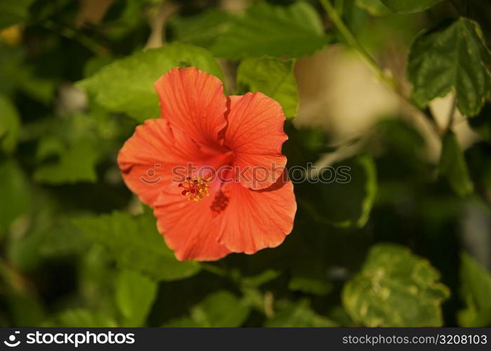Close-up of a red hibiscus (hibiscus acetosella)