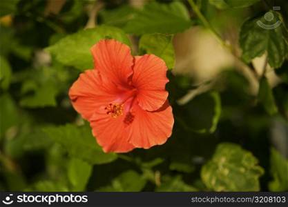 Close-up of a red hibiscus (hibiscus acetosella)