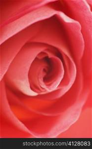 Close-up of a red rose