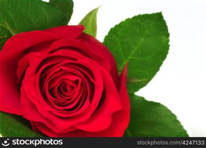 Close up of a red rose&rsquo;s blossom and leaves. Blossom of a Red Rose