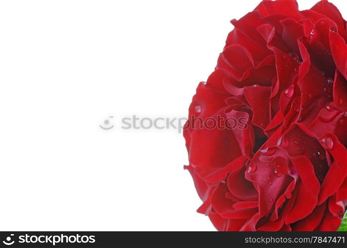 Close up of a red rose with rain drops on the petals. With copy space