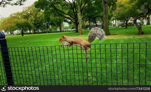 Close up of a red squirrel on a wire fence with a green park background at Boston University