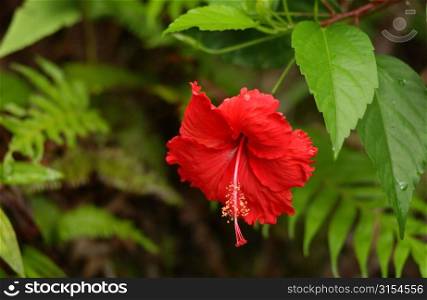 Close-up of a red tropical flower, Moorea, Tahiti, French Polynesia, South Pacific