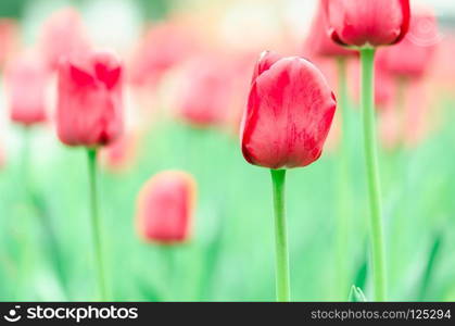 Close-up of a red tulip. Field with blooming red flowers