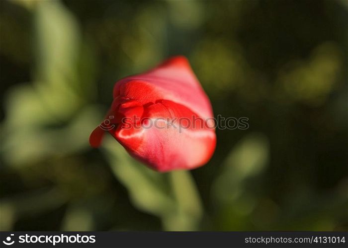 Close-up of a red tulip, Washington DC, USA