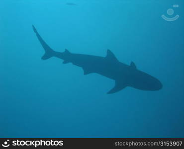 Close-up of a reef shark, Moorea, Tahiti, French Polynesia, South Pacific