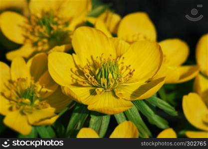 Close up of a right yellow anemone ranunculoides (yellow anemone, yellow wood anemone, buttercup anemone) flower group.