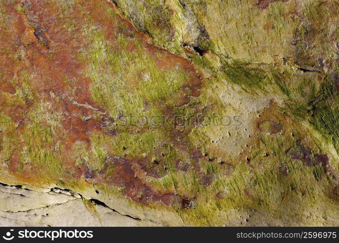 Close-up of a rock covered with lichen