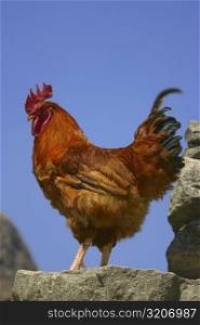 Close-up of a rooster standing, Annapurna Range, Himalayas, Nepal