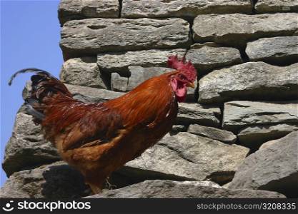 Close-up of a rooster standing, Deorali, Annapurna Range, Himalayas, Nepal