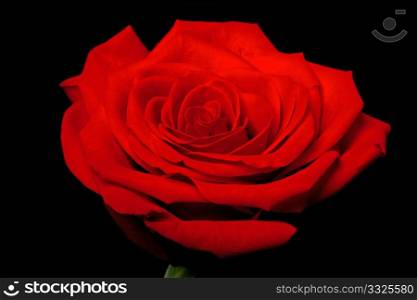 Close up of a rose flower with some parts blurry and others sharp showing its beautiful petals, isolated.