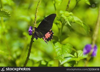 Close-up of a Ruby-Spotted Swallowtail (Papilio Anchisiades) butterfly pollinating flowers
