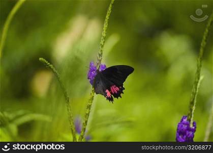 Close-up of a Ruby-Spotted Swallowtail (Papilio Anchisiades) butterfly pollinating flowers