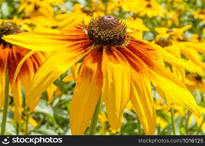 Close up of a Rudbeckia flower in the park during summer time