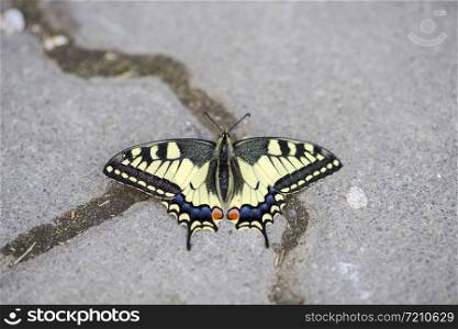 Close-up of a scarce swallowtail butterfly (Iphiclides podalirius) sitting on the pavement