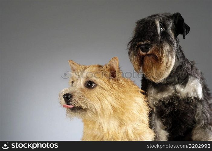 Close-up of a Schnauzer and a Yorkshire Terrier