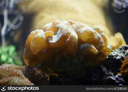 Close-up of a sea anemone