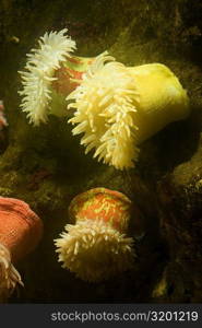 Close-up of a sea anemone underwater