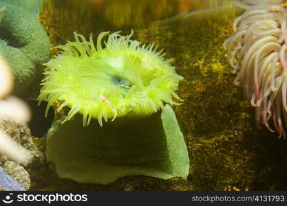 Close-up of a sea anemone underwater