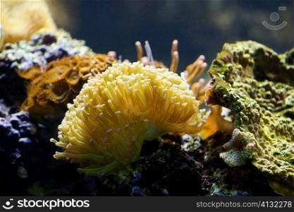 Close-up of a sea anemone underwater