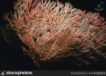 Close-up of a Sea Fan underwater, Palau