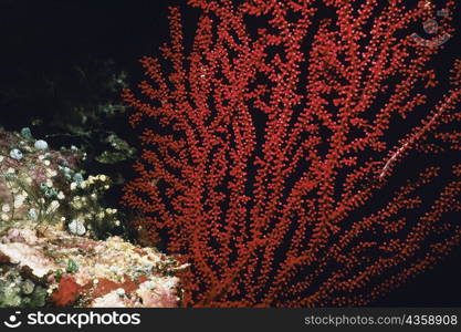 Close-up of a Sea Fan underwater, Palau