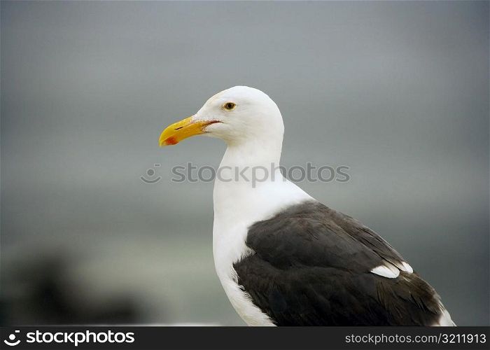 Close-up of a seagull on a rock, La Jolla Reefs, San Diego Bay, California, USA
