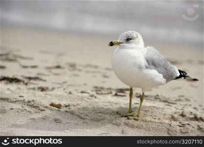 Close-up of a seagull on the beach