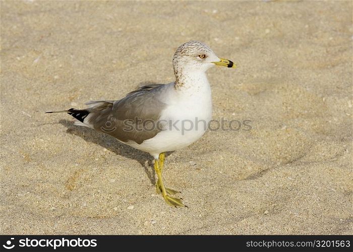 Close-up of a seagull on the beach, Miami Beach, Florida, USA