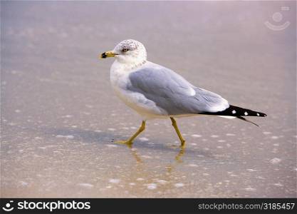 Close-up of a seagull perching on the beach