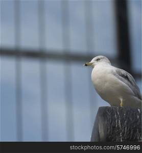 Close-up of a seagull perching, Parliament Hill, Byward Market, Ottawa, Ontario, Canada