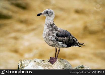 Close-up of a seagull standing on a rock