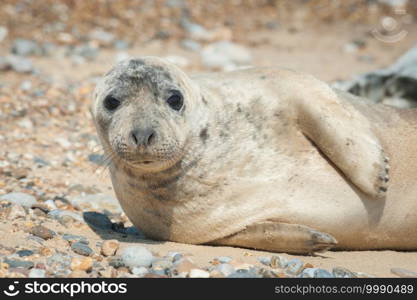 close-up of a seal pup with a thoughtful expression basking on a stony beach