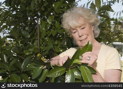 Close-up of a senior woman gardening