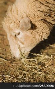 Close-up of a sheep eating grass