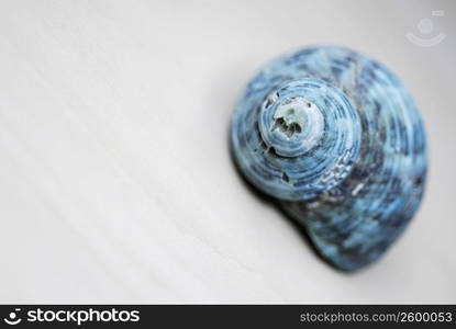 Close-up of a shell