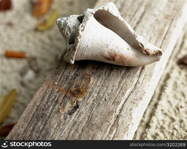 Close-up of a shell on a wooden surface