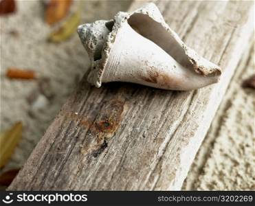 Close-up of a shell on a wooden surface