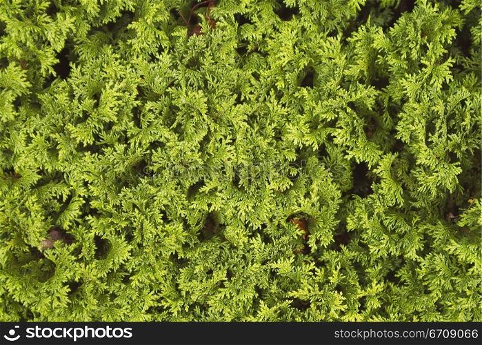 Close-up of a shrub